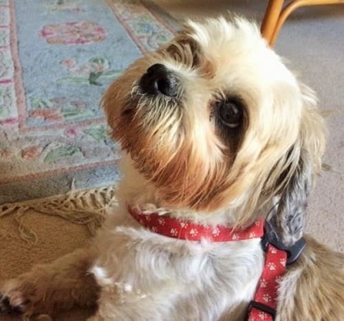 Macho Man Milo! — Unknown