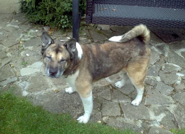 Snuggly Saxon — Unknown