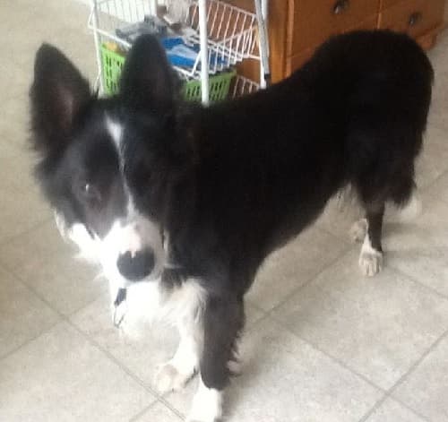 Little trooper Tyson — Unknown