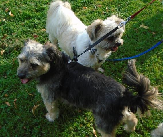 Laddy & Joey — Unknown