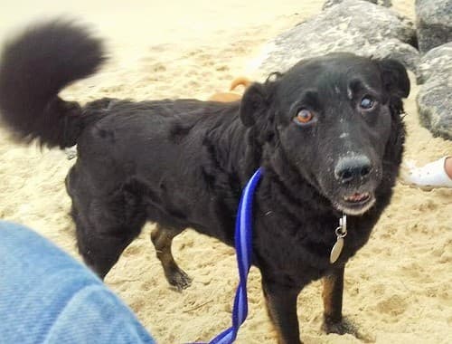 Vandanna — Unknown