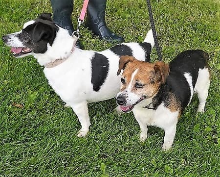 Poppy & Pansy — Unknown