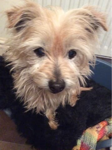 Itty Bitty Bella — Unknown