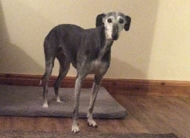 Marvellous Minnie Lurcher — Unknown