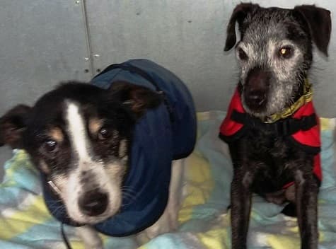 Fred and Millie — Unknown