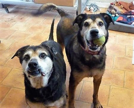 Shadow and Cici — Unknown