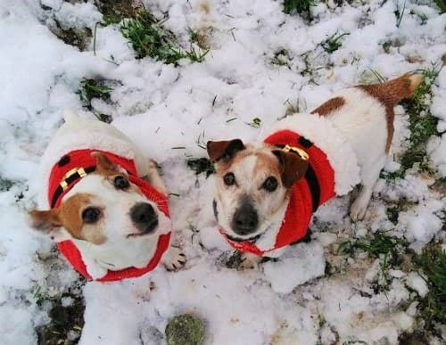 Macy & Snoop — Unknown