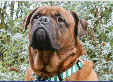 Mr. Jingles — Unknown