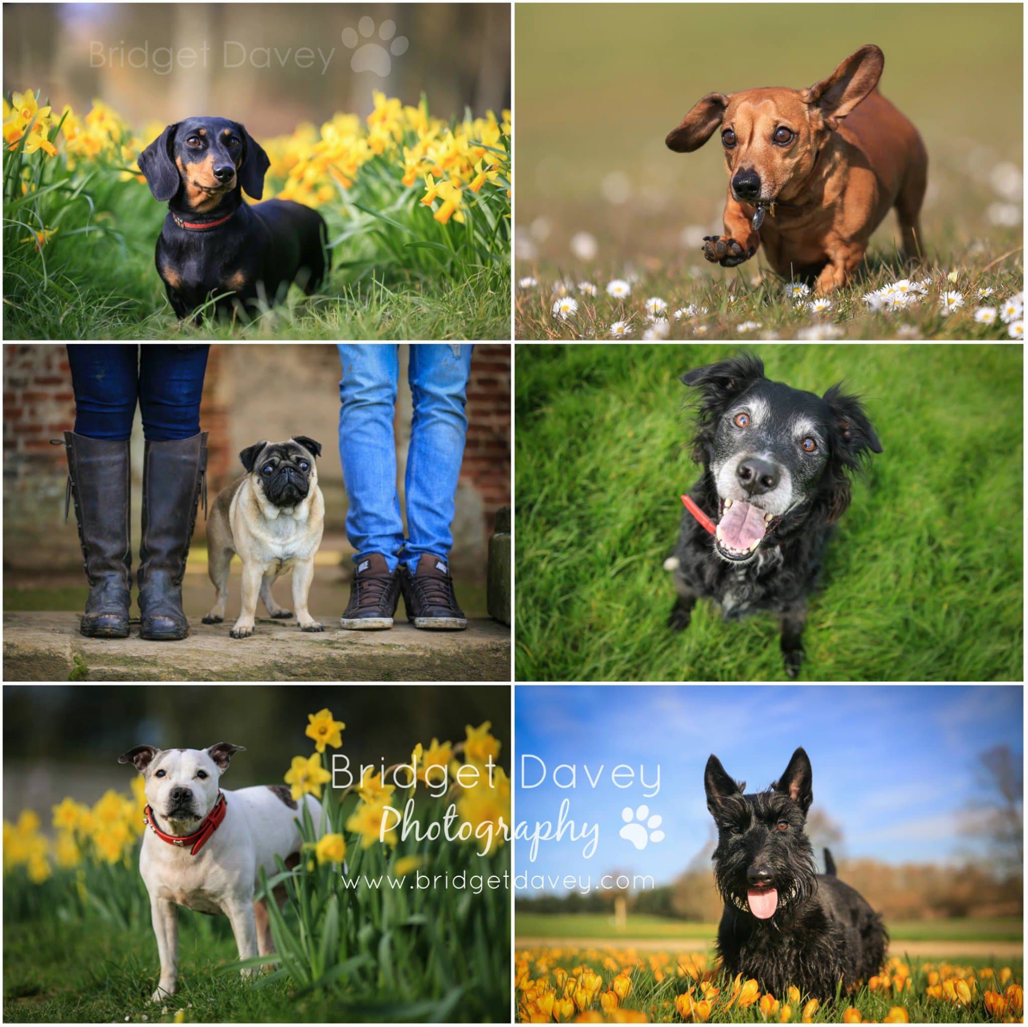 Woof Factor 2018 — Unknown