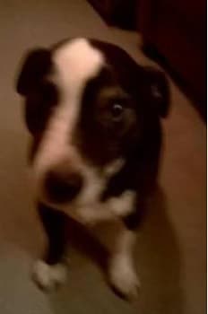 T’riffic Trev! — Unknown