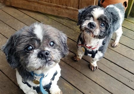 Bobby and Buster — Unknown