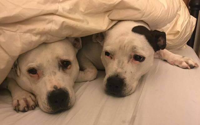 Angel & Echo — Unknown