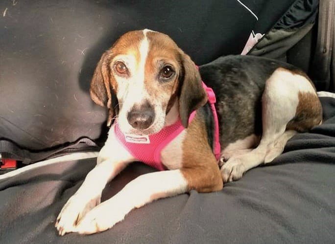 Bouncy Beagle Marnie! — Unknown