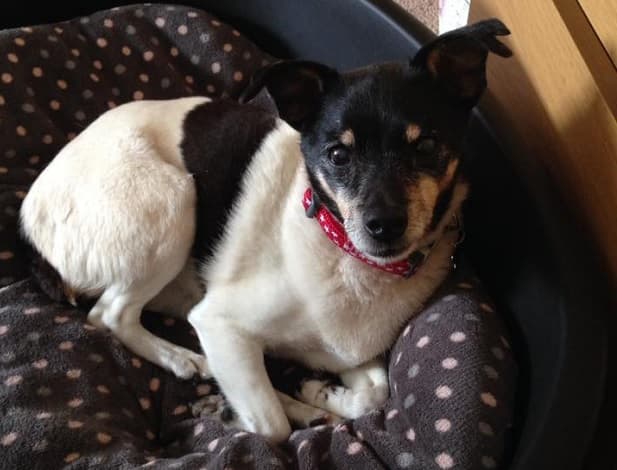 Pipsqueak Pip! — Unknown