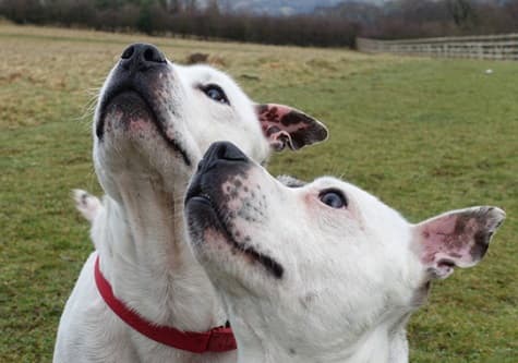 Buster and Sasha — Unknown