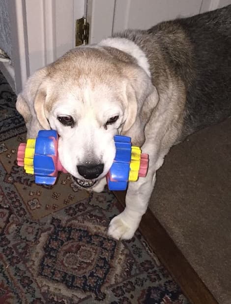 Companionable Murphy Beagle! — Unknown