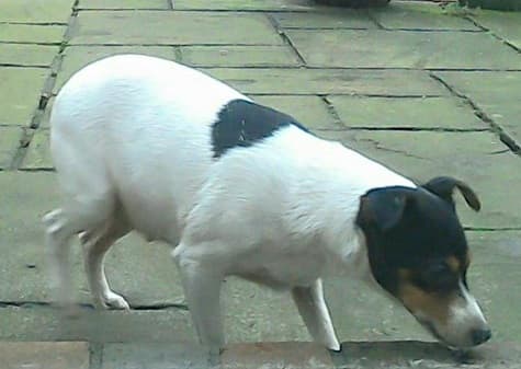 Skippy (girl!) — Unknown