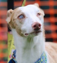 Woof Factor 2018 Results — Unknown