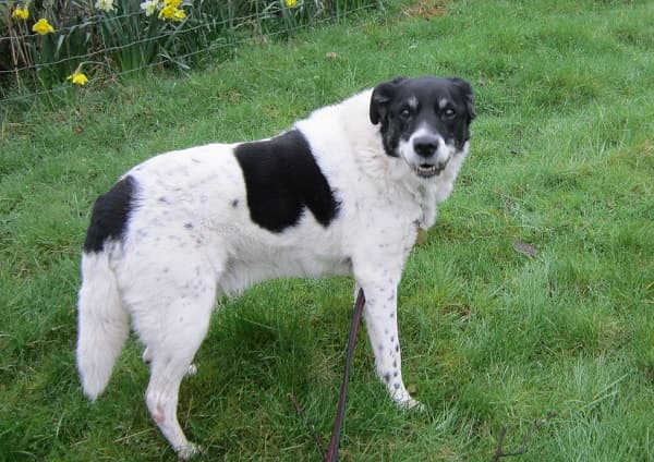 Smiling Milo! — Unknown