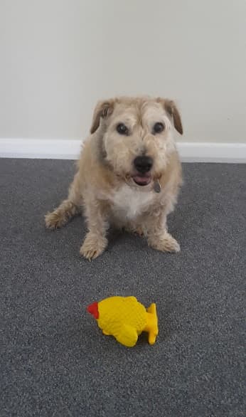 Darling Dreamy Phoebe! — Unknown