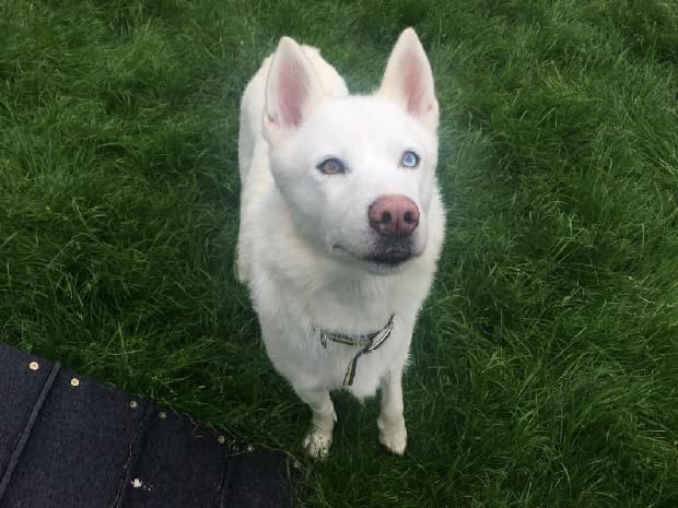 Polar Bear — Unknown