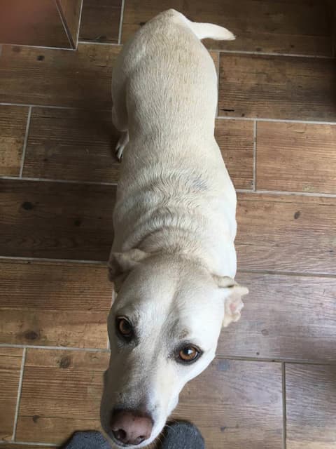 *Reunited* Zoe, Labrador cross, Dorset — Unknown