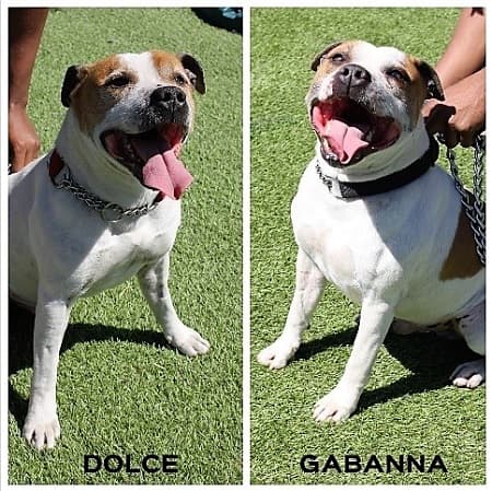 Dolce and Gabbana — Unknown