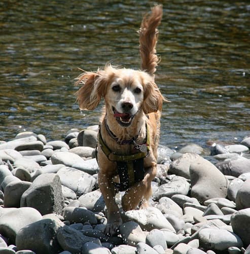 Energetic Bailey — Unknown