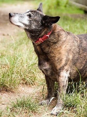 Morrisey — Unknown