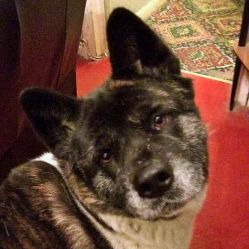 Hatchikas — Unknown