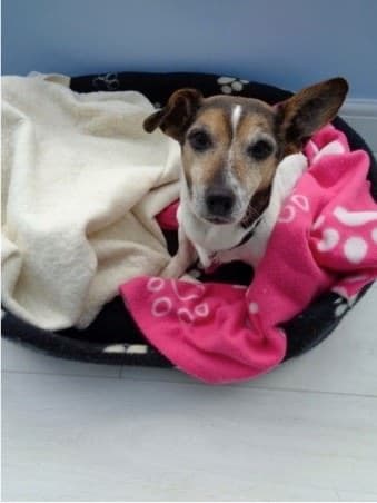 Pretty little Patch! — Unknown