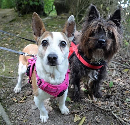 Lucky and Suzie — Unknown