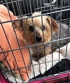 Sugary sweet Sybil! — Unknown