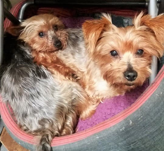 Timmy & Tipsy — Unknown