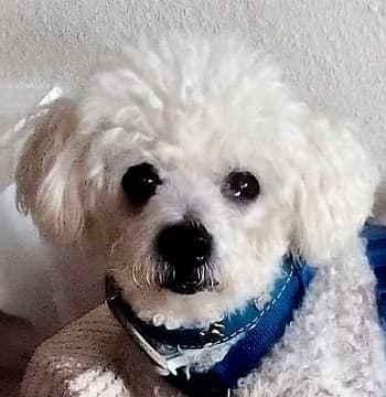 Barney Bichon — Unknown