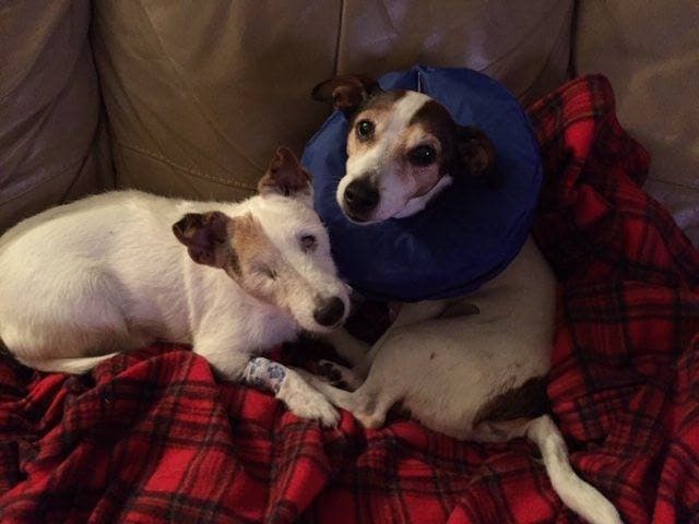 Delightful Dipsy and Pretty Pippa! — Unknown