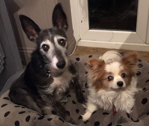 Robyn and Badger — Unknown