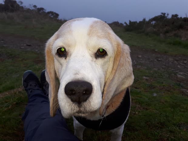 Nicky the flying Beagle! — Unknown