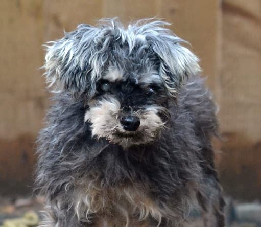 Sweetpea — Unknown