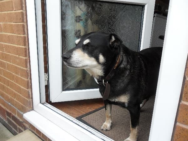 Relaxed Rex — Unknown