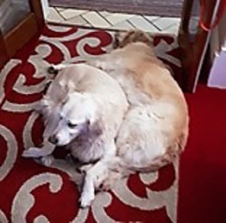 Bojangles and Cassie — Unknown