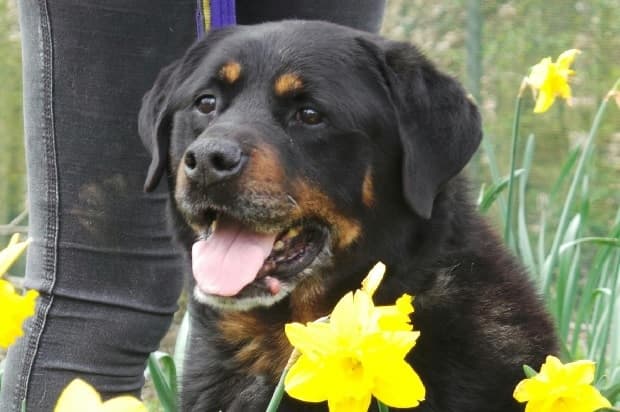 Turner & Hooch — Unknown