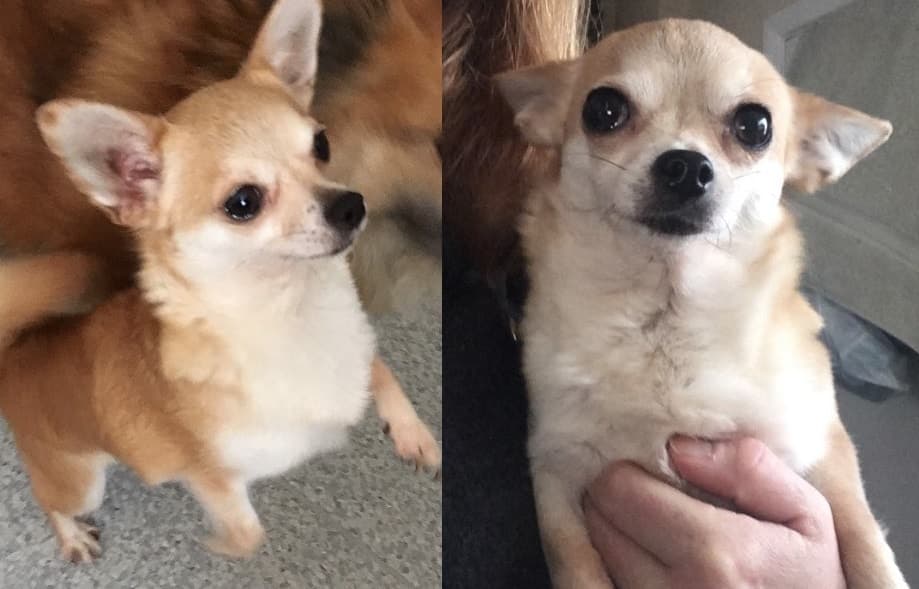 Peaches & Rosie — Unknown