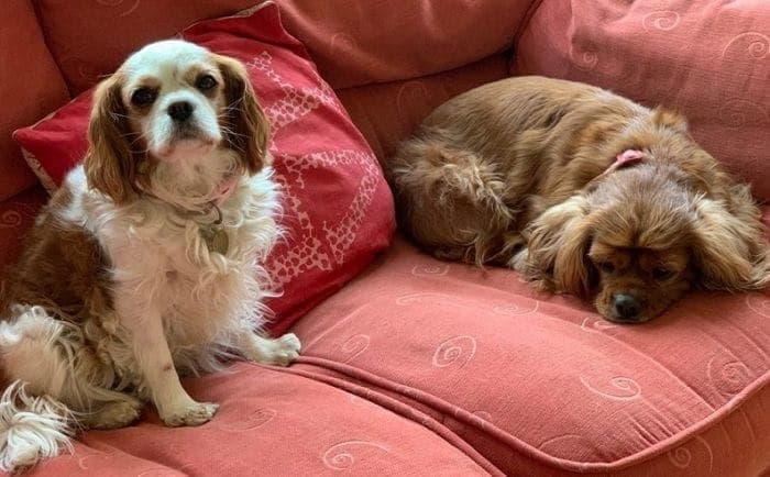 Abby & Penny — Unknown