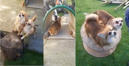 Cinderella and Tinkerbelle — Unknown