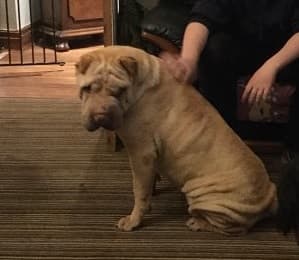 Jumanji Shar Pei — Unknown