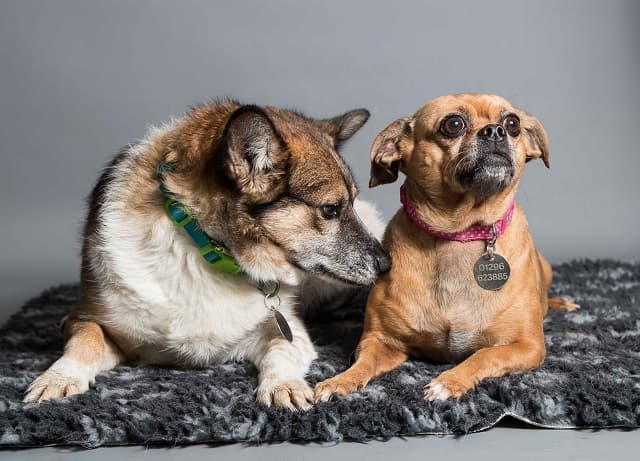 Gyp & Joy — Unknown