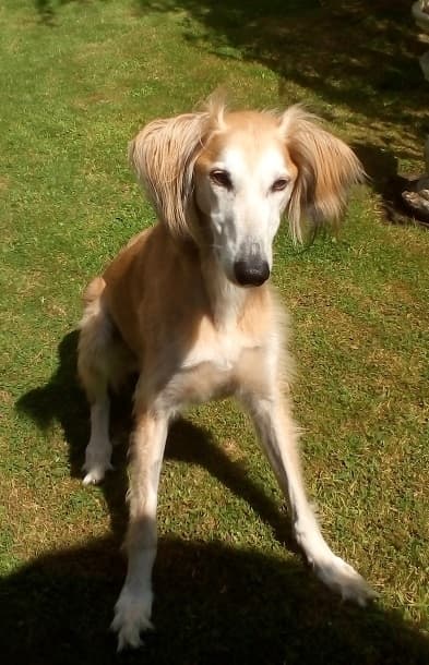 Just look at Jasper! — Unknown