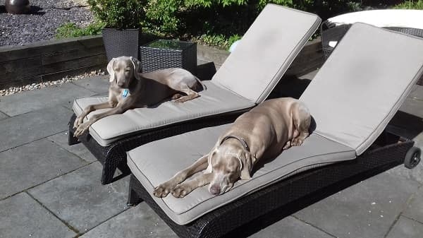 Merlin and his magical new life! — Unknown