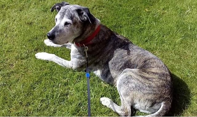 Perfect Poppy! — Unknown